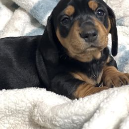 Dachshund Puppies from Dachshund world