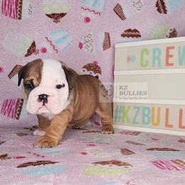 Crew - Red and white male Bulldog puppy in Hillsdale County, Michigan from KZ Bullies LLC