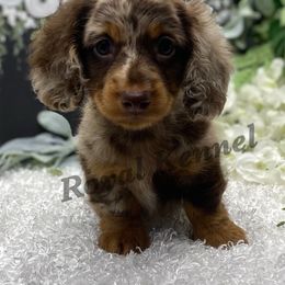 Dachshund Puppies from The Royal Kennel