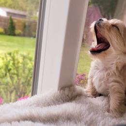 Biewer Terrier and Yorkshire Terrier Puppies from 1.StarDreamPups