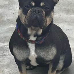 French Bulldogs from Koncrete Kennels