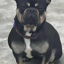 French Bulldogs from Koncrete Kennels