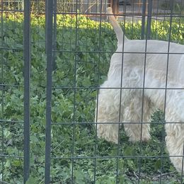 Puffy - Cocker Spaniel