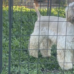 Puffy - Cocker Spaniel