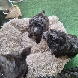 Poodle All Grown Up from Bluemist Kennel