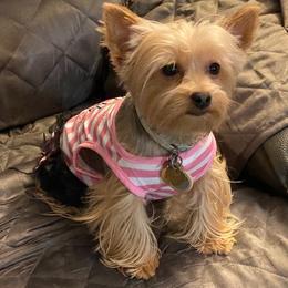 Miniature Schnauzers and Yorkshire Terriers from Candyland Yorkies and Miniature schnauzers