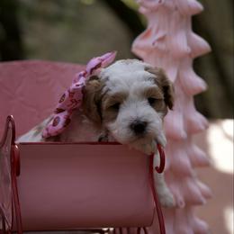 Louie Vuitton - Parti male Maltipoo puppy in Deming, Washington from Heavenly Puppies to Love