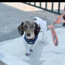 Dingy - Dachshund