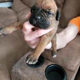 Cane Corso Puppies from Red Wood Cane Corso