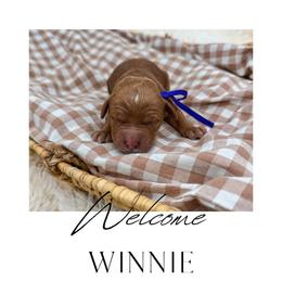 Winnie - Red  female Goldendoodle puppy in New Harmony, Indiana from Cottonwood Farms