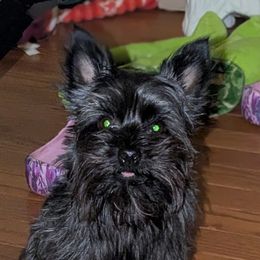Jetti - Yorkshire Terrier