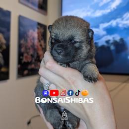 KIMCHI - Red female Shiba Inu puppy in Minnesota from BonsaiShibas