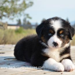 BTF-3 - Black tri female Miniature American Shepherd puppy in Baker City, Oregon from Back Country Aussies