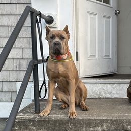 Cane Corso from Mass Cane Corso