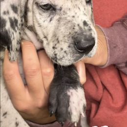 Doberman Pinscher and Great Dane Puppies from Von Schaaf Haus DuPree