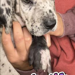 Doberman Pinscher and Great Dane Puppies from Von Schaaf Haus DuPree