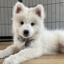 Aurora - White female Samoyed puppy in Downey, Idaho from Seven Diamond Samoyeds