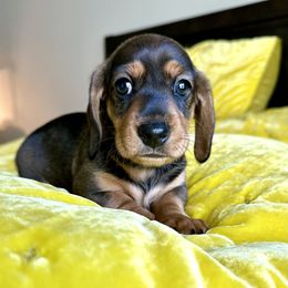 R.T. (Roasted Turkey) - Red male Dachshund puppy in Austin, Texas from Duchess Daphne's Doxie Empire