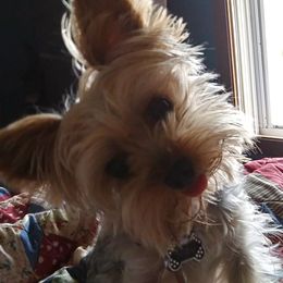 Yorkshire Terriers from Colene King
