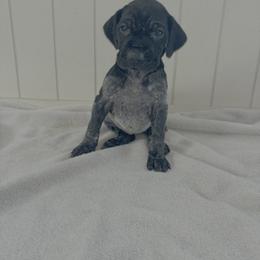 Moxie - Black roan female German Shorthaired Pointer puppy in Ohio from Eric and Michelle's GSP