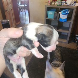 Boy 3 - Black and white male Havanese puppy in Cuba, Missouri from Bouncy Bubbly Havanese