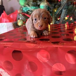 Leah - Chocolate and tan female Dachshund puppy in Broomfield, Colorado from Jessi’s Longdog Lounge
