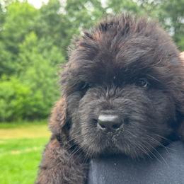 Red collar - Black male Newfoundland puppy in St Cloud, Minnesota from BurningEmbers