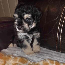 Alister - Black and silver male Miniature Schnauzer puppy in Graham, Washington from Kristy's French Bulldogs & Mini Schnauzers