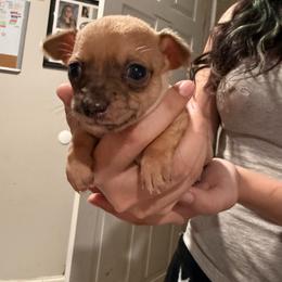 Boy 1 - Fawn brindled black male Chihuahua puppy in Sherwood, Arkansas from Bartelt Breeders