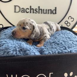 Manicotti - Dapple male Dachshund puppy in Scottdale, Pennsylvania from Our Sweet Dachshund Farm