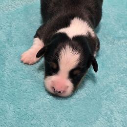 BLACK-fluffy tail docked - Black and tan male American Corgi puppy in Walker, Iowa from Double K Corgis