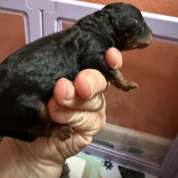 Boy 1 - Phantom male Poodle puppy in Tallahassee, Florida from Bows and Bow Ties