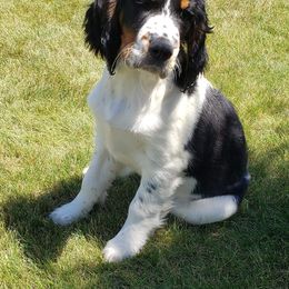English Springer Spaniel Puppies from Majestic English Springer Spaniels