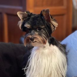 Bently - Yorkshire Terrier