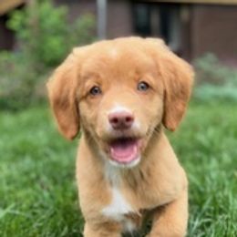 Australian Shepherds and Nova Scotia Duck Tolling Retrievers from Bearfoot Aussies and Tollers