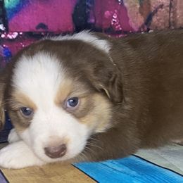 Boy 4 - Miniature Australian Shepherd puppy in Paris, Texas from Kuttin’ Up Mini Aussies