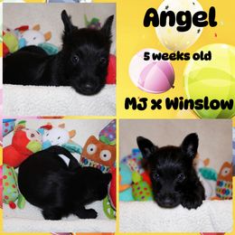Australian Shepherd, Poodle, and Scottish Terrier Puppies from Not Of This World Aussies, Scottie’s, Poodles, & Doodles