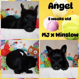 Australian Shepherd, Poodle, and Scottish Terrier Puppies from Not Of This World Aussies, Scottie’s, Poodles, & Doodles