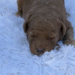Female 1 - Red  female Goldendoodle puppy in Haleyville, Alabama from Susan’s Prefurred Doodles