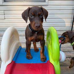 Black female - Red and rust female Doberman Pinscher puppy in Madison, Indiana from Jensen Dobermans and Dachshunds