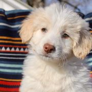 Barbie - White and gold Bordoodle puppy in Baxter Springs, Kansas from JM Lazy S Doodles and Border Collies