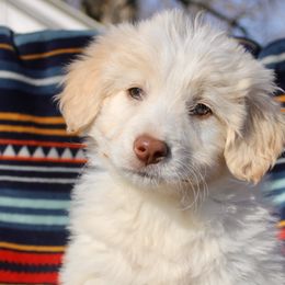 Barbie - White and gold Bordoodle puppy in Baxter Springs, Kansas from JM Lazy S Doodles and Border Collies