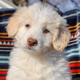 Barbie - White and gold Bordoodle puppy in Baxter Springs, Kansas from JM Lazy S Doodles and Border Collies