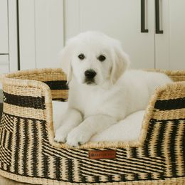 Golden Retriever Puppies from Arrowhead Kennels
