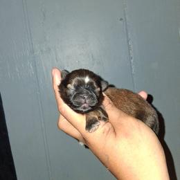 Girl 2 - Black gold and white female Shih Tzu puppy in Birmingham, Alabama from K&D kennels