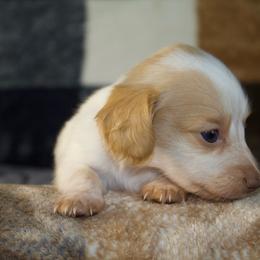 Dolly - Piebald female Dachshund puppy in Midland, Texas from The Barefield Doxies