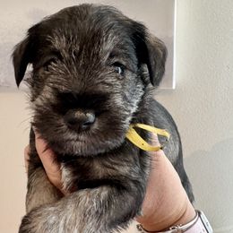 Kristoff (Yellow ribbon) - Salt and pepper male Miniature Schnauzer puppy in Floyd, Virginia from Little River Puppies