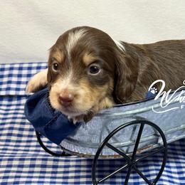 Chocolate n cream girl 1 - Chocolate and cream female Dachshund puppy in Nashville, Arkansas from Whisenhunt Farms