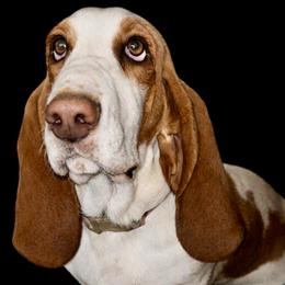 June - Basset Hound