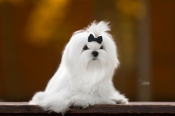 A well-groomed Maltese with a bow